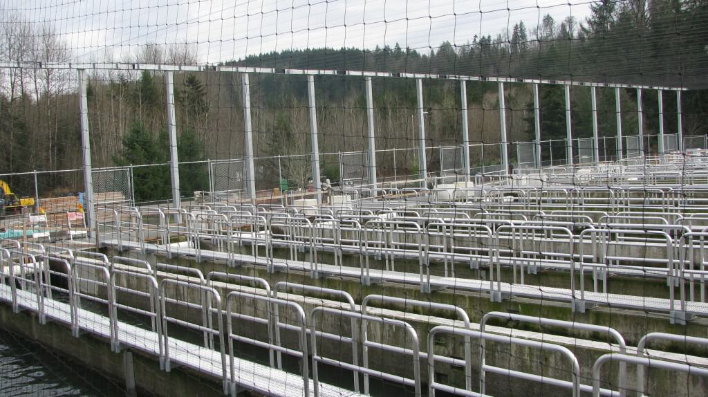 Aluminum handrails & galv steel walkways- Cowlitz Salmon Hatchery